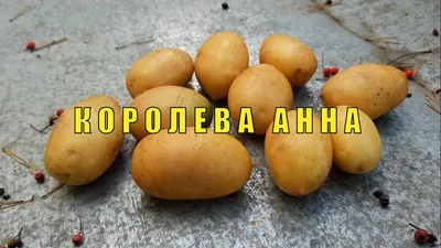 Картофель Королева Анна калибр 60+/ упаковка ±35 кг | КФХ «Шалатова»