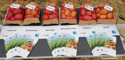 Картофель Сорт \"Королева Анна\" - «Картофель Королева Анна - отзыв бульбаша  о картофеле немецкой селекции. Ранний, вкусный, с отличным товарным видом.  А что не так?» | отзывы
