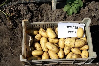 Королева Анна (Германия, Солана) среднеспелый - klon.by