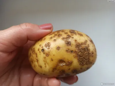 Картофель семенной Королева Анна (1 кг/уп - 1-ая репродукция) купить за 150  р. в садовом центре АСТ Медовое