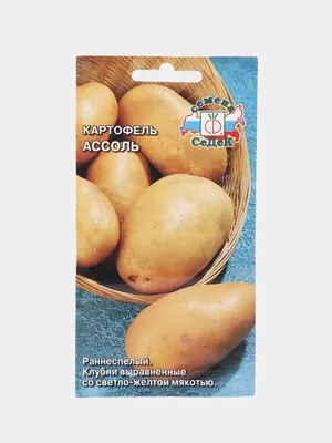 Молодая да ранняя: сорта картофеля Жуковский и Каратоп для летнего  потребления | уДачный проект | Дзен