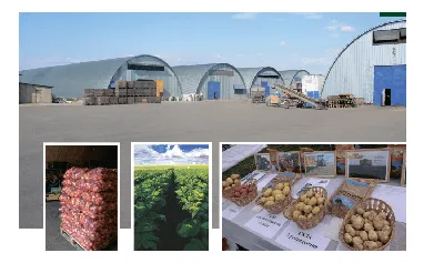 Семеннной Картофель Василек купить в Москве и РФ. Описание сорта. Пункты  самовывоза. Почтой (наложенный платеж). Доставка курьером по МО.