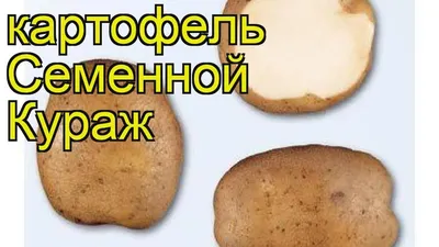 Картофель семенной Кураж. Краткий обзор, описание характеристик, где купить  картофель Kurazh - YouTube