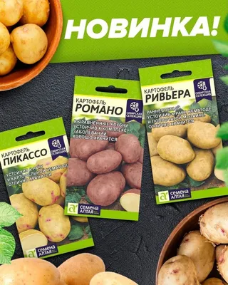 Как на Руси «внедряли» картофель, и откуда ошибки на белорусских  памятниках. Этот день в истории: 26 августа - Минск-новости