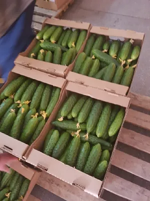 Огурцы кураж 500 г в Москве, цены: купить Огурцы с доставкой