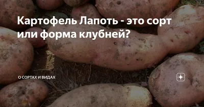 Картофель семенной сорт Белый Лапоть (Барс) репродукция суперэлита (0,5кг)  | Дачная Коллекция