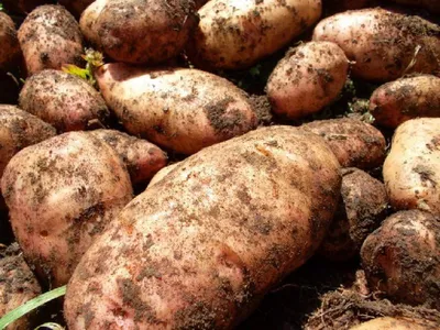 Картофель семенной сорт Белый Лапоть (Барс) репродукция суперэлита (0,5кг)  | Дачная Коллекция