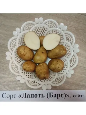 Картофель Барс (Белый Лапоть) Ч.2 - YouTube