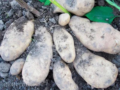 Картофель Лапоть – описание сорта, фото, отзывы