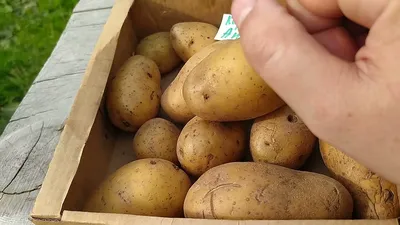 Семенной картофель редких сортов - 2024. ПРИЕМ ЗАКАЗОВ ОТКРЫТ! | Дачная  Коллекция