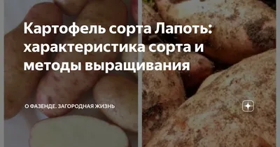Картошка Лапоть — купить в интернет-магазине OZON по выгодной цене