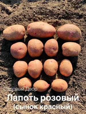 Картофель Лапоть - купить с доставкой по России и Екатеринбургу - интернет  магазин семян Томаты Помидоры