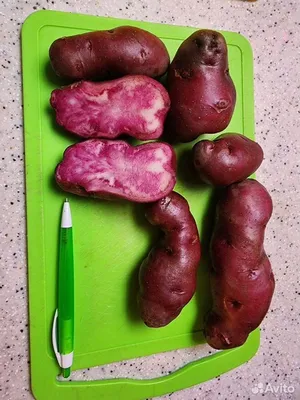 Лапоть: описание семенного сорта картофеля, характеристики, агротехника