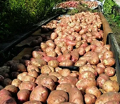 Картофель Лапоть – описание сорта, фото, отзывы