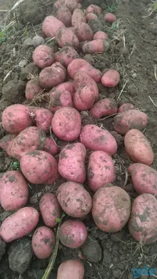 Картофель семенной сорт лапоть розовый (Сынок красный), набор 20шт, ур.  2023 — купить в интернет-магазине по низкой цене на Яндекс Маркете
