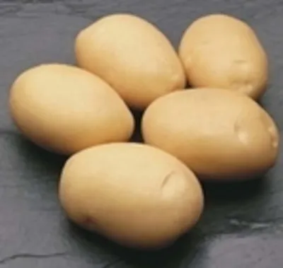 Картофель Латона (Latona) | Сорта картофеля