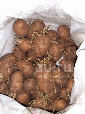 Картофель семенной Латона и Каратоп , пророщен , готов к посадке. — купить  в Красноярске. Картофель на интернет-аукционе Au.ru