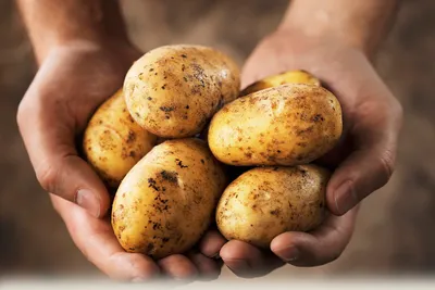 Какой сорт картофеля выбрать? | Загородная жизнь | Дзен