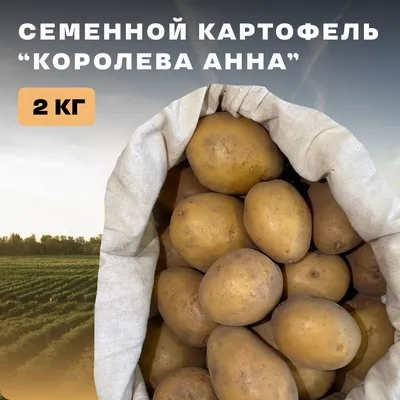 Картофель Семенной Латона – купить в интернет-магазине OZON по низкой цене