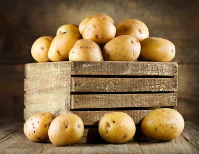 3 лучших сорта картофеля раннего созревания голландской селекции. Почему я  люблю голландский картофель | О Фазенде. Загородная жизнь | Дзен