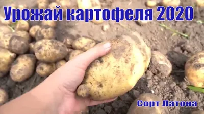 урожай Картофеля 2020. Отличный сорт для Урала. Парадокс! - YouTube