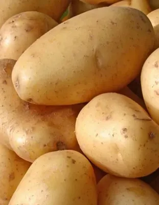Картофель сорт Латона из миниклубней - YouTube