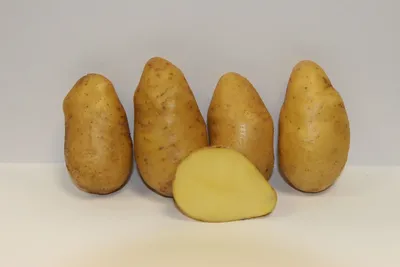Семенной картофель сорт Латона Супер Элита фракция 28-40 купить за 100  рублей оптом, недорого - B2BTRADE
