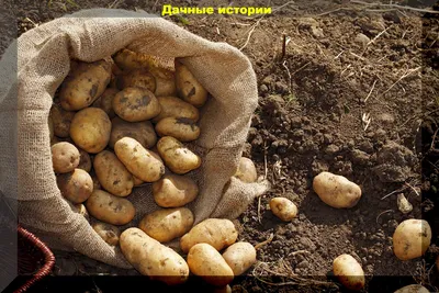 Чистый семенной картофель | Крестьянские ведомости
