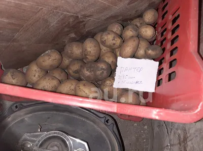 Продам средний картофель, сорт,,латона,, .: 90 тг. - Сад / огород Кызылжар  на Olx