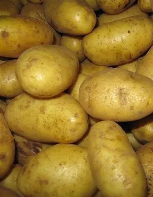 Полевая демонстрация сортов картофеля