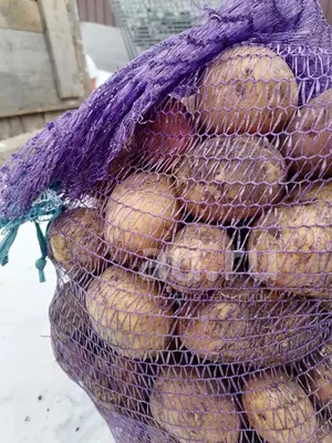 Картофель семенной семена купить | Интернет магазин семян овощей  «Агросемфонд»