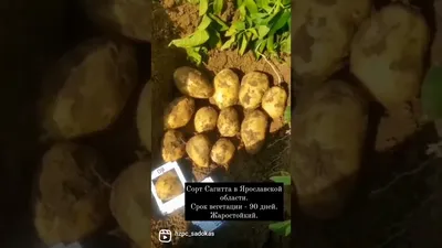 Картофель — купить в Красноярске. Картофель на интернет-аукционе Au.ru