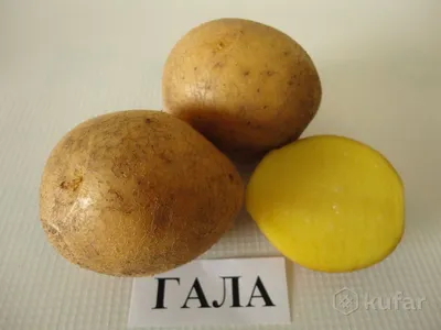 Урожайный сорт картофеля Сагитта - YouTube