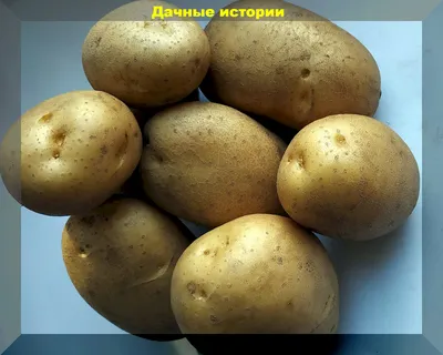 Домашний картофель(картошка )сорт Гала 80296036301, цена 0.45 р. купить в  Минске на Куфаре - Объявление №172091558