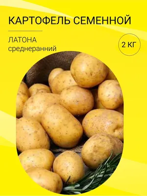 Купить Семенной картофель в интернет каталоге с доставкой | Boxberry