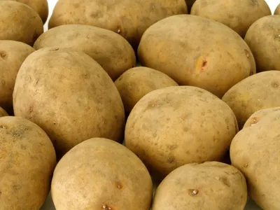 Продам домашнюю картошку сорта Латона, Днепропетровская обл — Agro-Ukraine