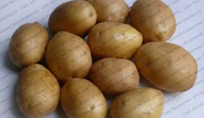 Семенной картофель/Картофель на посадку Райский сад 149404466 купить в  интернет-магазине Wildberries