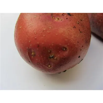 Картофель посадочный поздний сорт Лаура в сетке 5 кг. Купить недорого.  Посадка картофеля. Урожайный картофель