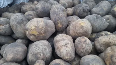 Продам хороший картофель ЛАУРА, Гала, Винета, Мелоди, Марабель