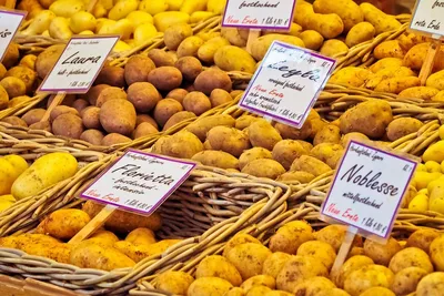 Лучшие сорта картофеля - их используют шеф-повара по всему миру | +300 к  Урожаю | Дзен