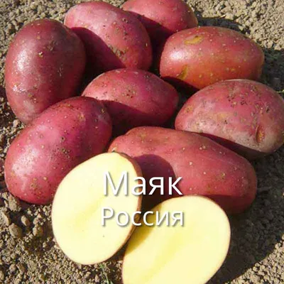 Картофель - второй хлеб - Страница 78 - Корнеплоды - tomat-pomidor.com -  форум