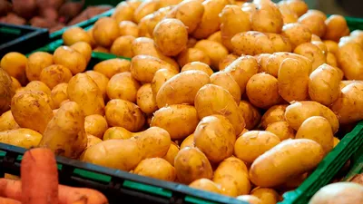 Семеннной Картофель Любава купить в Москве и РФ. Описание сорта. Пункты  самовывоза. Почтой (наложенный платеж). Доставка курьером по МО.