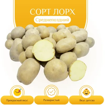 Семенной Картофель Лаура – купить в интернет-магазине OZON по низкой цене