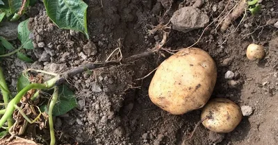 Картофель сорт \"Розара\" (ранний, розовый с жёлтой мякотью) - «Сорт розового  картофеля \"Розара\": описание, плюсы и минусы селекции. На примере  выращивания в ЦФО» | отзывы