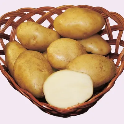 Семеннной Картофель Лорх купить в Москве и РФ. Описание сорта. Пункты  самовывоза. Почтой (наложенный платеж). Доставка курьером по МО.