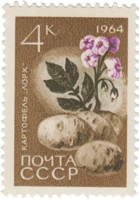 Картинки картофель (77 фото)