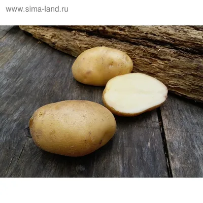 Семенной картофель \"Лорх\" 2кг Элита, р/р 28/55 (4766688) - Купить по цене  от 222.00 руб. | Интернет магазин SIMA-LAND.RU