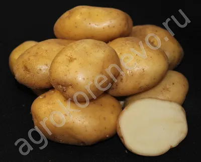 ЛОРХ