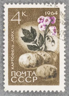 Картинки картошка (88 фото)