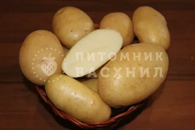 Самые популярные премиум-сорта картофеля